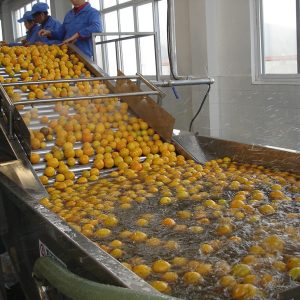 Fruit Washing Machine